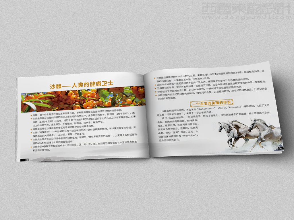 寧波市雷瑞商貿(mào)公司棘行天下產(chǎn)品手冊設計之沙棘人類的健康衛(wèi)士內(nèi)頁設計